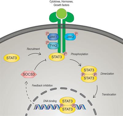 The Multifaceted Role of STAT3 in NK-Cell Tumor Surveillance